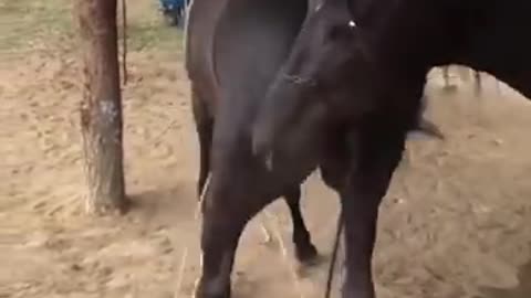 Best wild horses Mare revolutionizing young foals future stallions Horses 55
