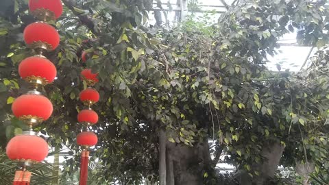 There is a small lantern on the tree