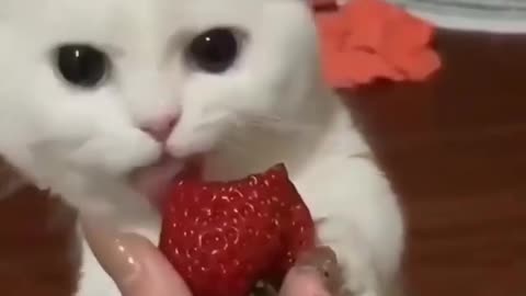 Delicious-__^😄a cute cat eat a strawberry