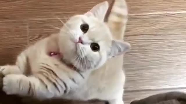 This cute baby cat goes crazy for food