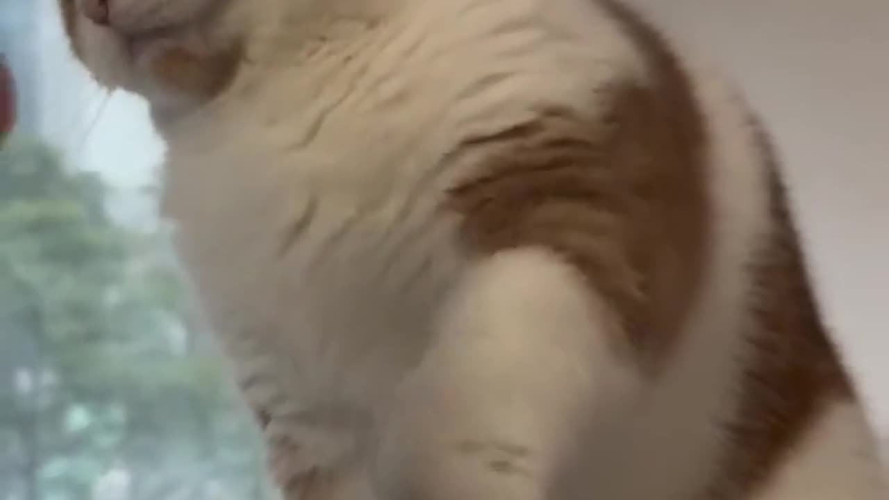 Funny Animals