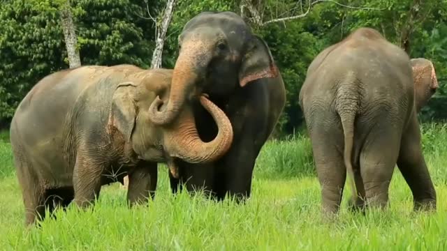 Elephant funny movements