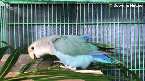 Look How Parrot Perfectly Place Leaf On Its Feather