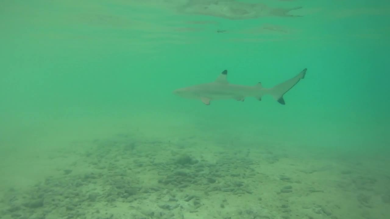 Baby blacktip reef sharks (Carcharhinus melanopterus) hunting fish