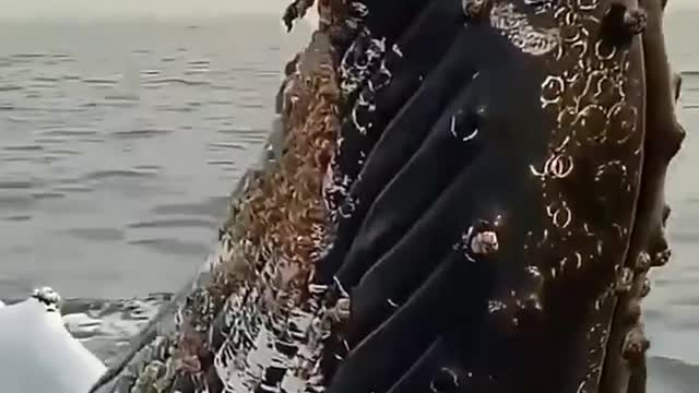 Near whale