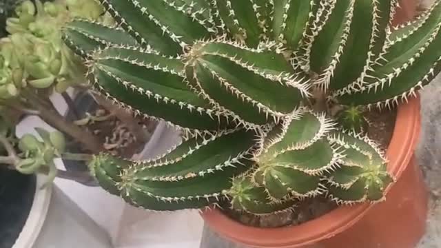 beautiful cactus