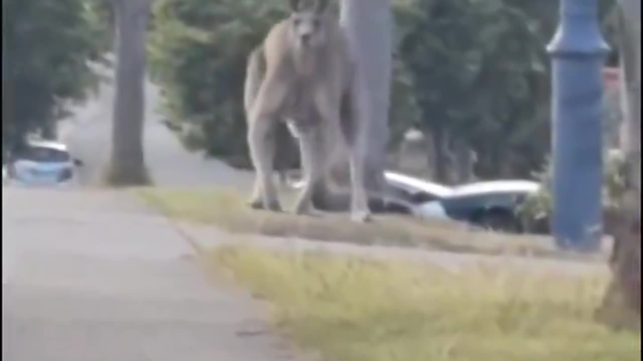 A Giant Kangaroo spotted in Australia 9 foot tall.