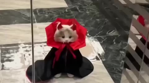 Cat Dracula 🤣🤣