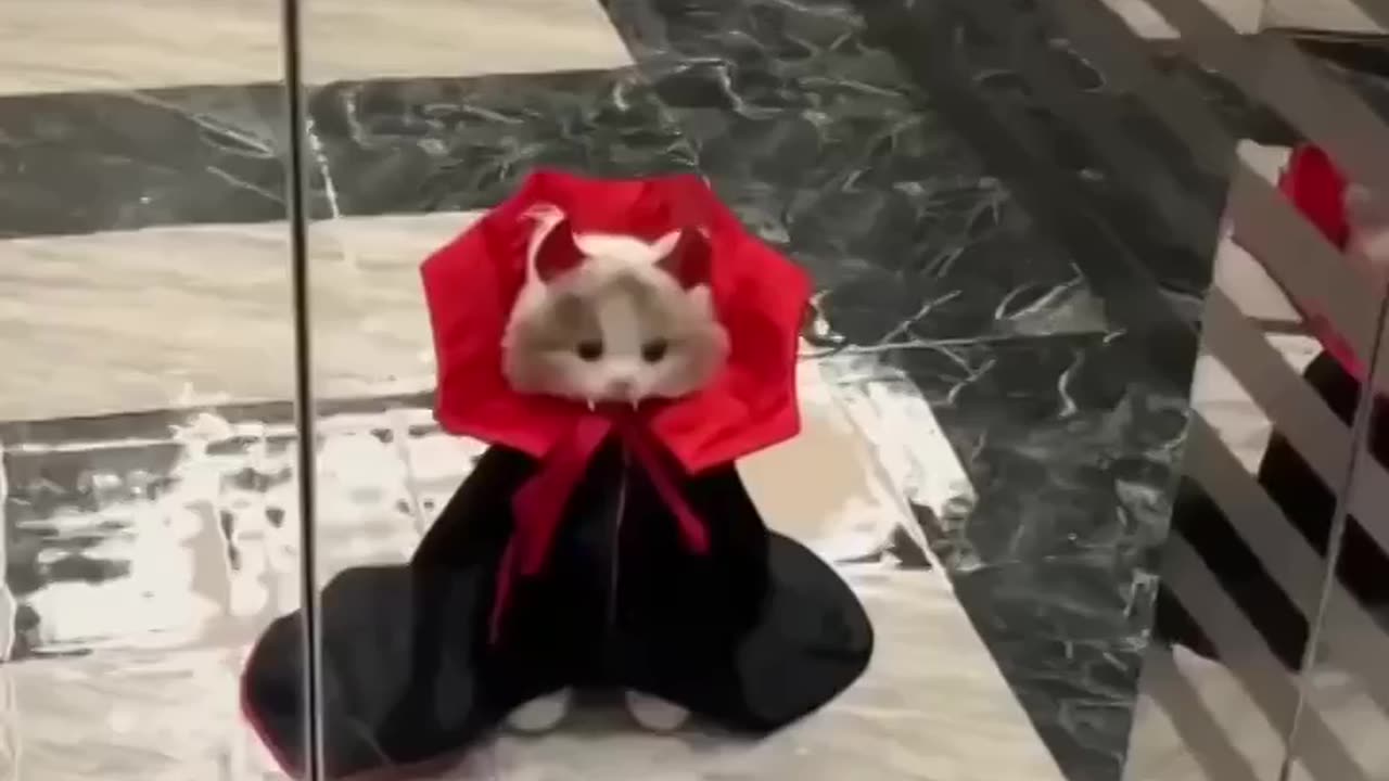 Cat Dracula 🤣🤣