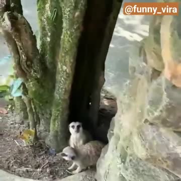 Funny animal video _ Funny video _ Viral video _ Funny meme _ Whatsapp status _ video _ Viral file