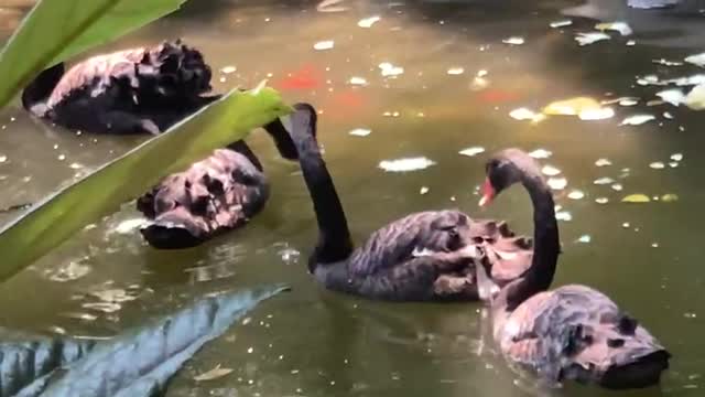 Swans in the water