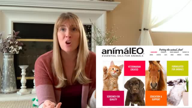 How to Calm A Hyperactive Dog-3 easy step