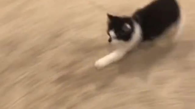 CRAZY KITTEN PLAYING WITH DOG😹🐶