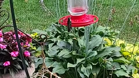 Peaceful Hummingbirds