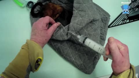 Assessing an injured flying-fox; this is Sabbath