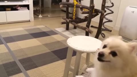 Dog barks while watching television