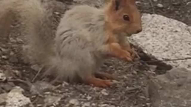 Almaty squirrel