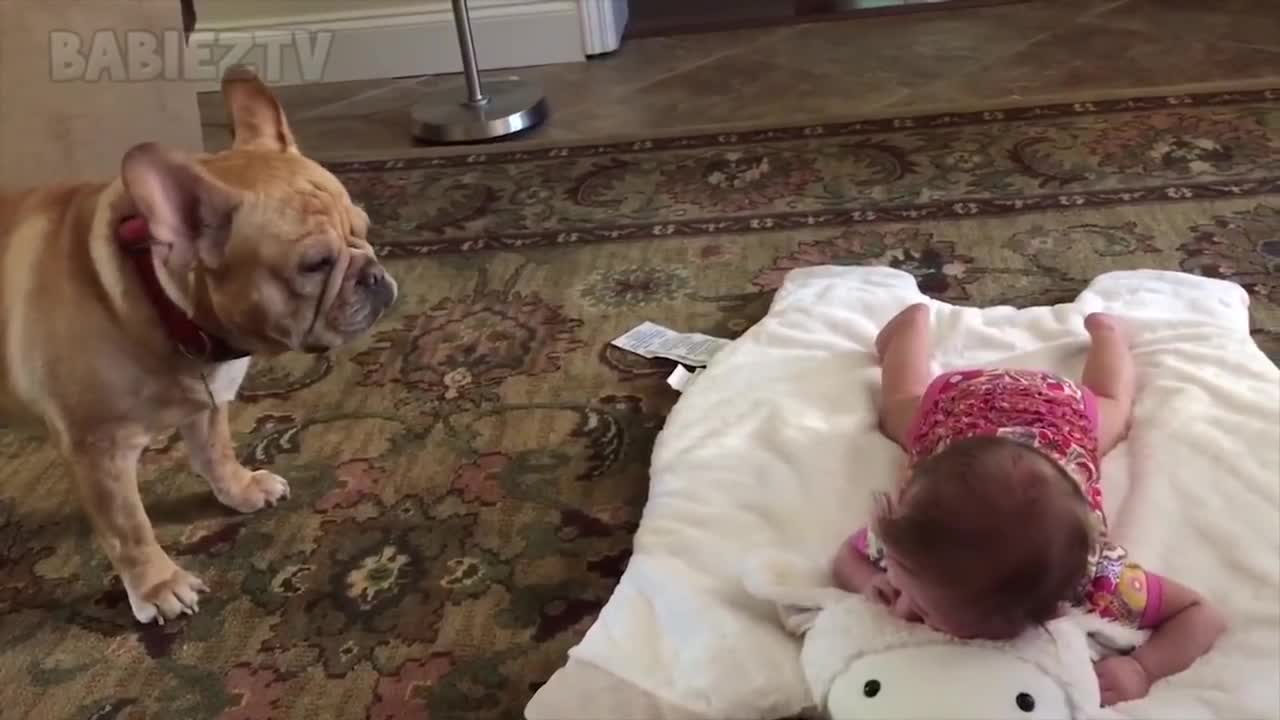 Adorable Babies Playing With Dogs and Cats - Funny Babies Compilation