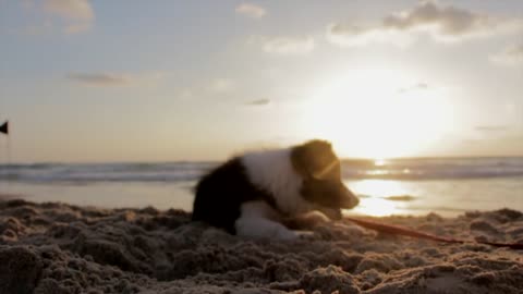 Puppy Playing in beach