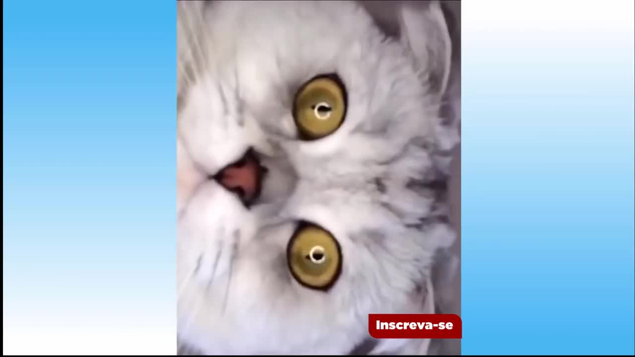 Gato engraçado