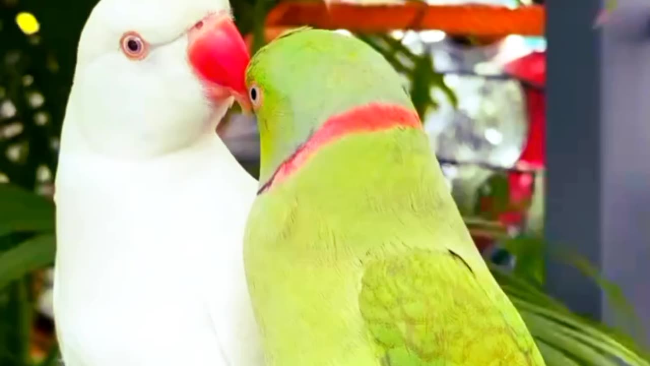 🦜😍 Parrot Love a Sweet Moment 🦜😍 shorts, shortsfeed, short, viralshorts, viral, animals,