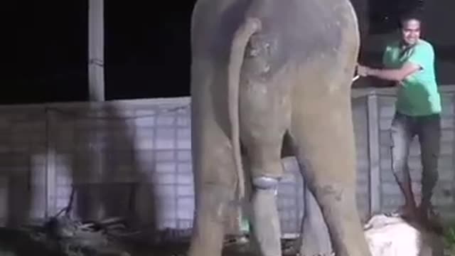 In Asia, people seen a elephant giving birth is good luck