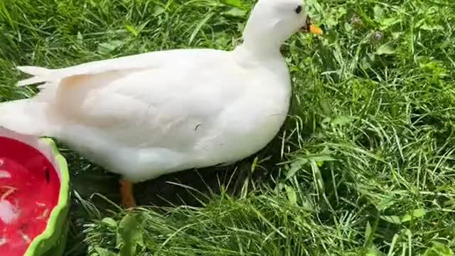 dunkinducks#duck#petducks#callduck#funnypets