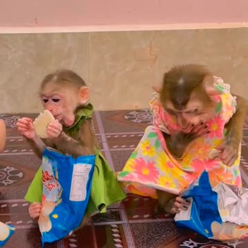 They are Clever and Lovely #monkeys #pets #animals #funny #Adorable Monkeys #AdorableMonkeys (33)