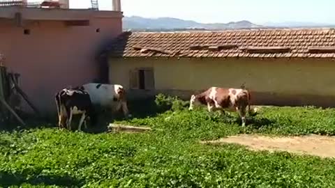 Three Cows