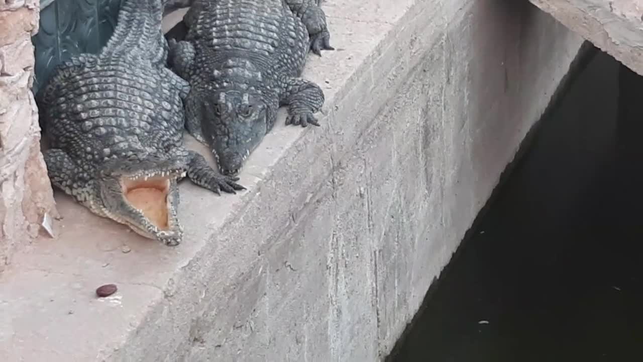 Saltwater Crocodile opening Mouth