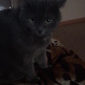 cat remembered his youth when he sucked his mother's breast