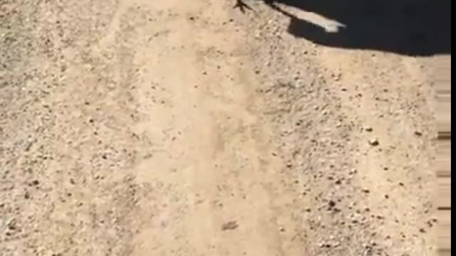 Snake got the bird | rescuing bird from the snake