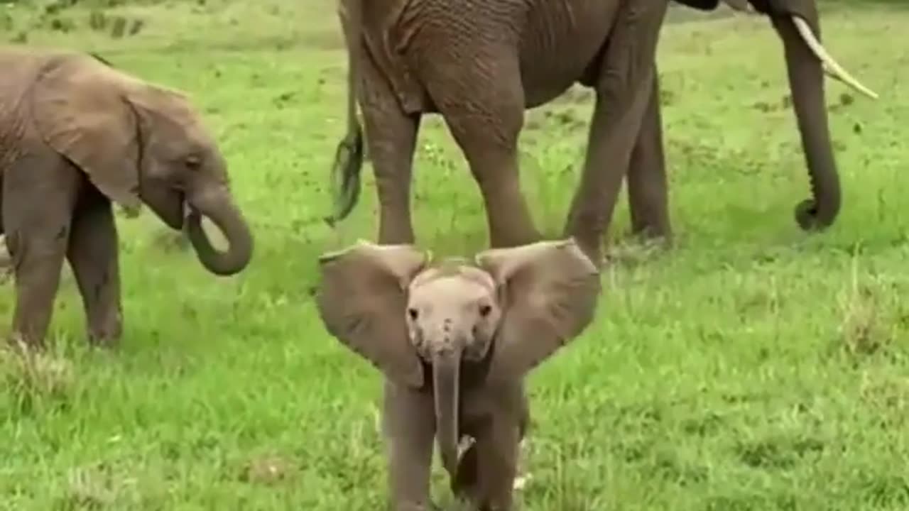 Elephant cute baby funny moments