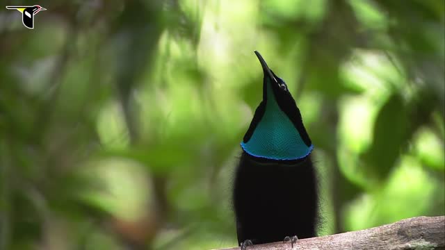 Magnificent Riflebird