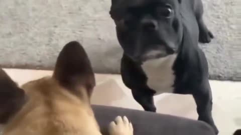 Funny Dogs