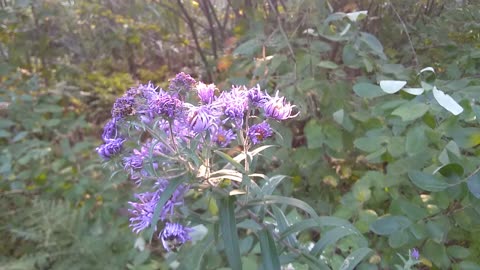 Aster