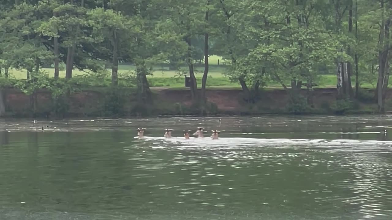 Deer Swim Across Lake