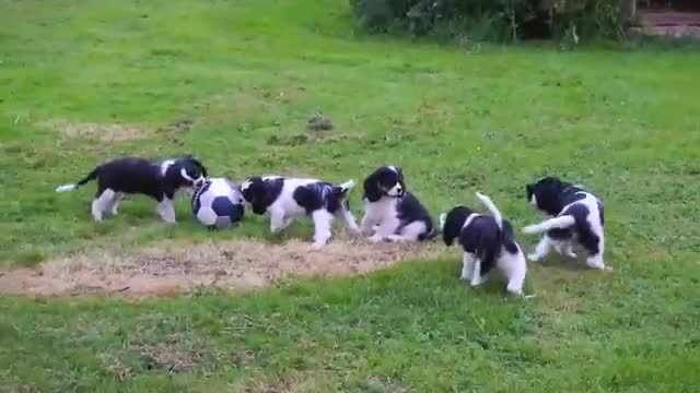 Cavalier King Charles Spaniel Puppies Playing Ball