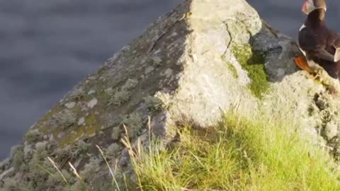 🐦 Wild Puffins on the Cliff’s Edge – A Rare and Beautiful Sight! 🌊