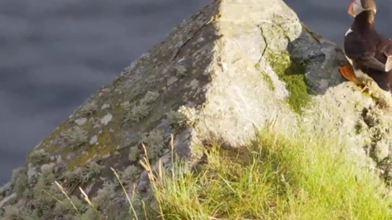 🐦 Wild Puffins on the Cliff’s Edge – A Rare and Beautiful Sight! 🌊