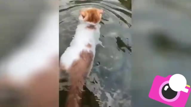 Cute Is Not Enough - Best Funny Cat Videos 💕🐱