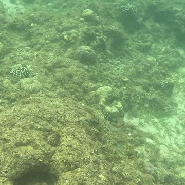 Underwater world, trip out to the reef to see the new corals growing