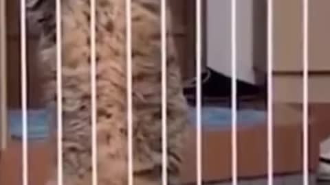 cats beautiful video ❤️❤️🔥❤️‍🩹🦊🦝🐈🐈🐱🐈‍⬛🐈‍⬛😘❤️🔥🐈🦝🦊 #cats #satisfying #shorts