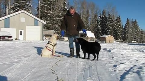 Lab Dog Pulling Sleigh