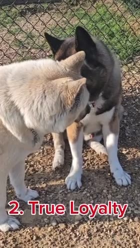 5 Reasons You SHOULD Get An Akita | #americanakita #akitas #dogs #guarddog #protection