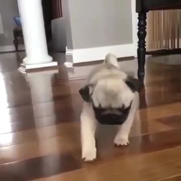 Funny dog ​​walking in the house