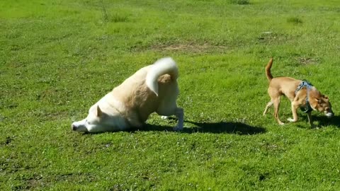 Rolling Around Near Lexington Dam, Los Gatos CA.