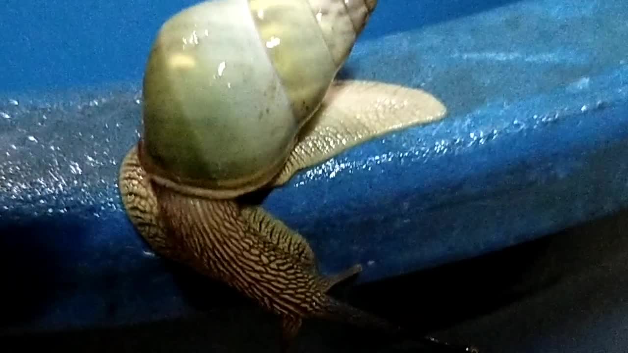 Yellow and green snail part 2