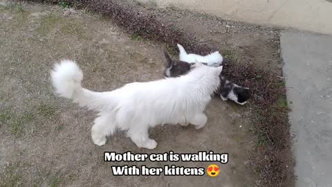 Mother Cat Walking With Her Kittens And Hitting Them To Go Inside | White Cat Protecting Her Kittens