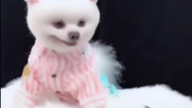 Top Funny Cute Dog Videos and TIKTOK Compilation #short_3